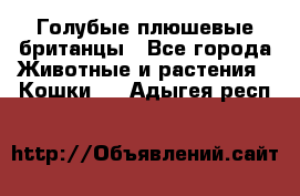 Голубые плюшевые британцы - Все города Животные и растения » Кошки   . Адыгея респ.